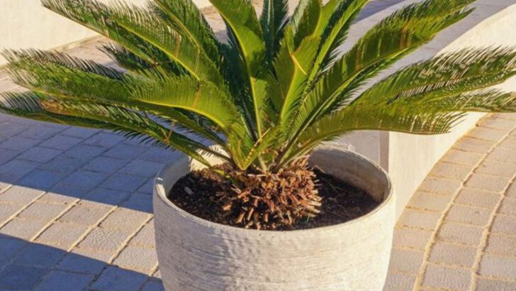 20 Plants That Practically Water Themselves (Perfect for Hot Days)
