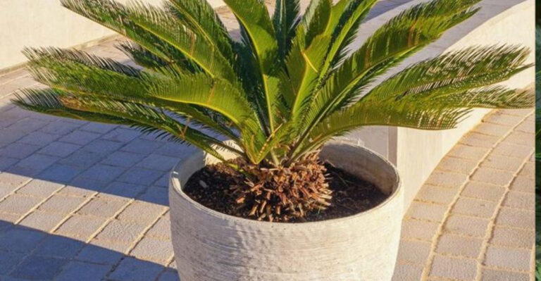 20 Plants That Practically Water Themselves (Perfect for Hot Days)