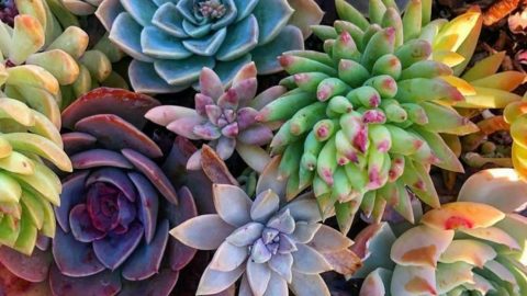 20 Plants That Refuse to Die—Even After You Throw Them Away - Plantisima