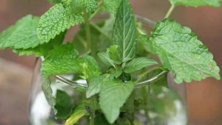 20 Plants You Can Grow in Nothing But a Jar of Water