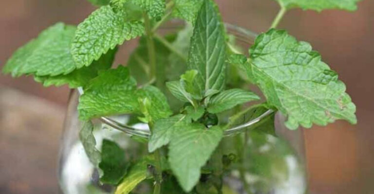 20 Plants You Can Grow in Nothing But a Jar of Water