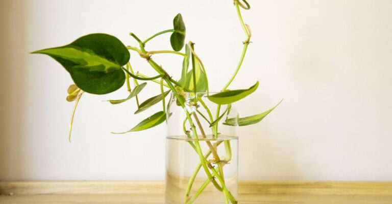20 Plants You Can Grow in Water Forever—No Soil, No Mess