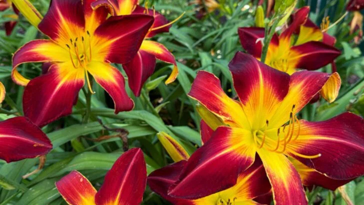 20 Plants You’ll Only Need to Buy Once (They’ll Do the Rest Themselves)