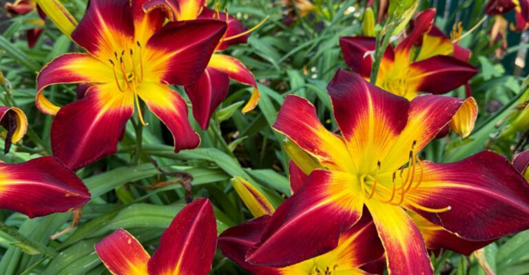 20 Plants You’ll Only Need to Buy Once (They’ll Do the Rest Themselves)