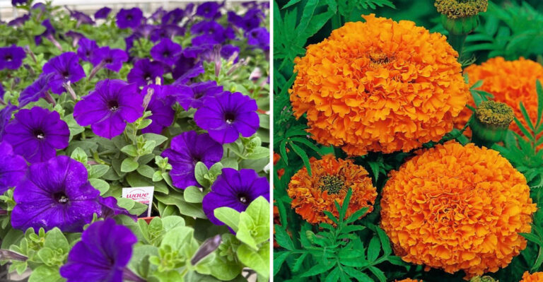 20 Show-Stopping Annuals That Make Summer Pots Pop