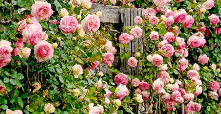 20 Stylish Plant Combos That Instantly Make a Patio Look Designed