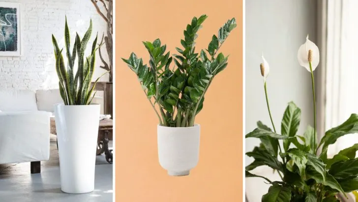 20 Stylish Plants That Don’t Need Constant Attention
