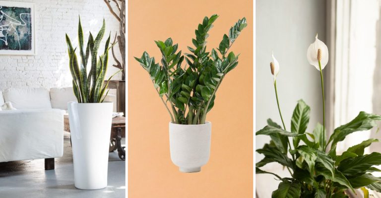20 Stylish Plants That Don’t Need Constant Attention