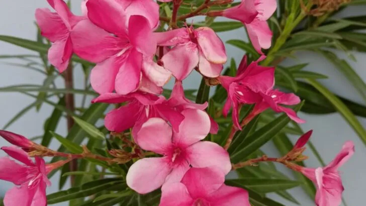 20 Summer-Ready Plants That Survive Even the Hottest Days