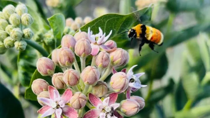 20 Surprisingly Beautiful Plants You Can Find Growing Wild Near You
