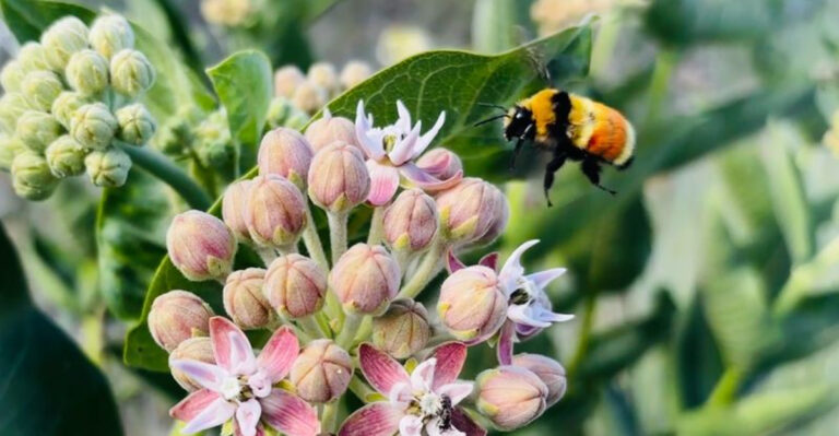 20 Surprisingly Beautiful Plants You Can Find Growing Wild Near You
