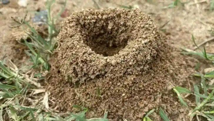 20 Tiny Creatures Living in Your Soil That Are Secretly Helping You