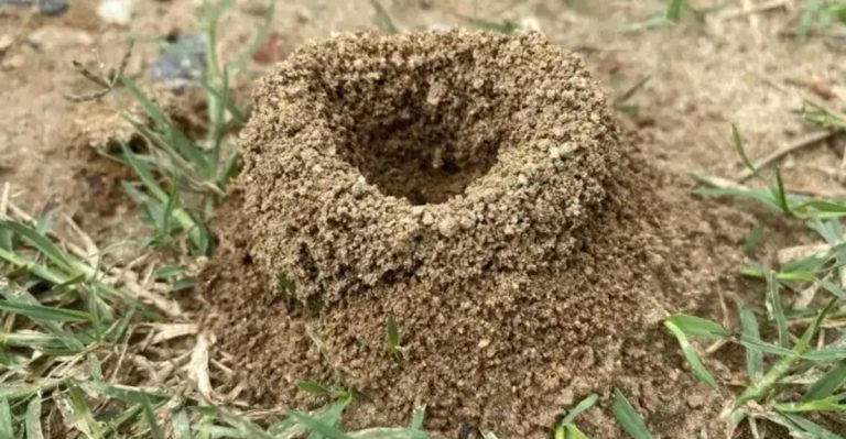 20 Tiny Creatures Living in Your Soil That Are Secretly Helping You