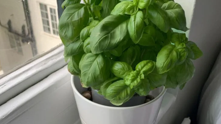 20 Tiny Gardens That Fit on a Windowsill—But Grow Enough to Eat