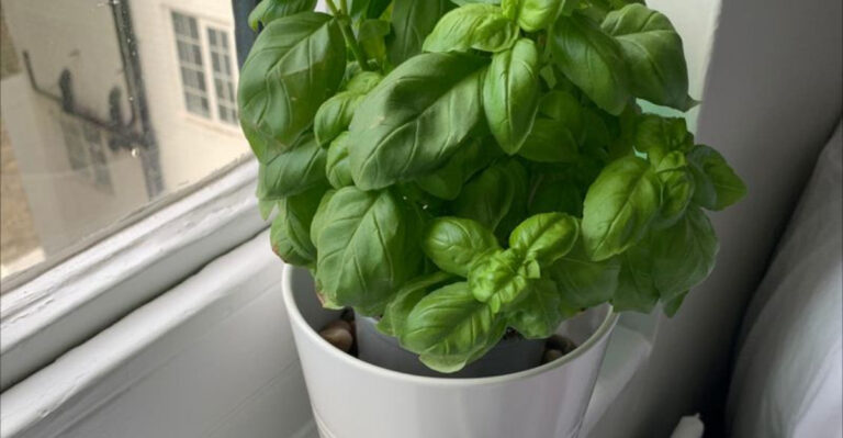 20 Tiny Gardens That Fit on a Windowsill—But Grow Enough to Eat