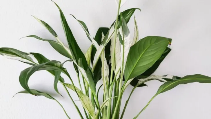 20 Unexpected Plants That Thrive in Small Indoor Spaces Without Sunlight