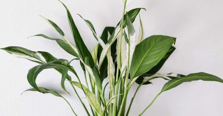 20 Unexpected Plants That Thrive in Small Indoor Spaces Without Sunlight