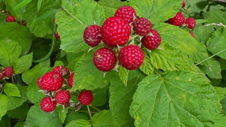 20 Wild Plants That Locals Forage Every Summer (And How to Use Them Safely)