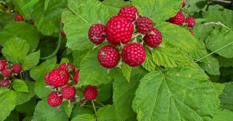 20 Wild Plants That Locals Forage Every Summer (And How to Use Them Safely)