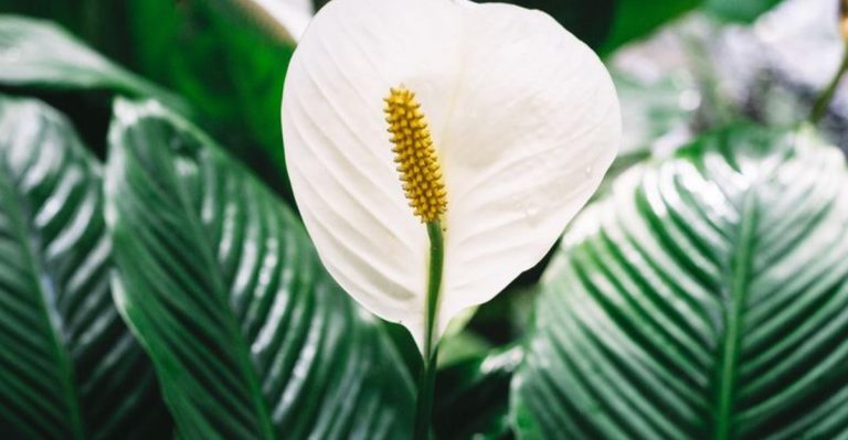 21 Plants That Survive Neglect—and Still Look Designed