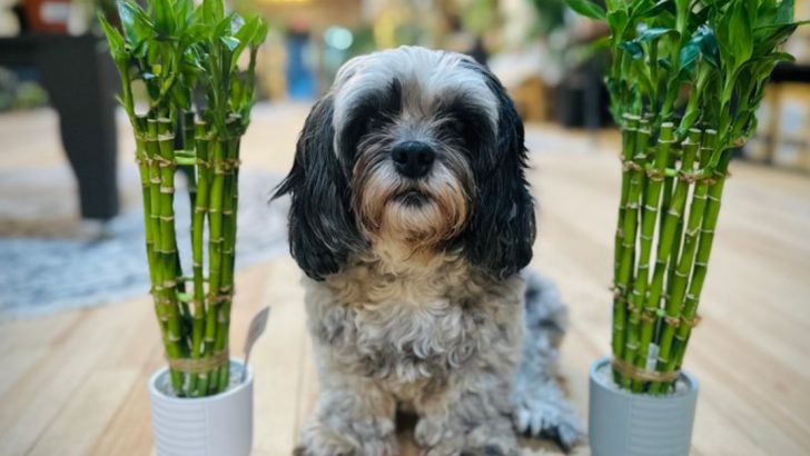 21 Unkillable Houseplants for Total Beginners