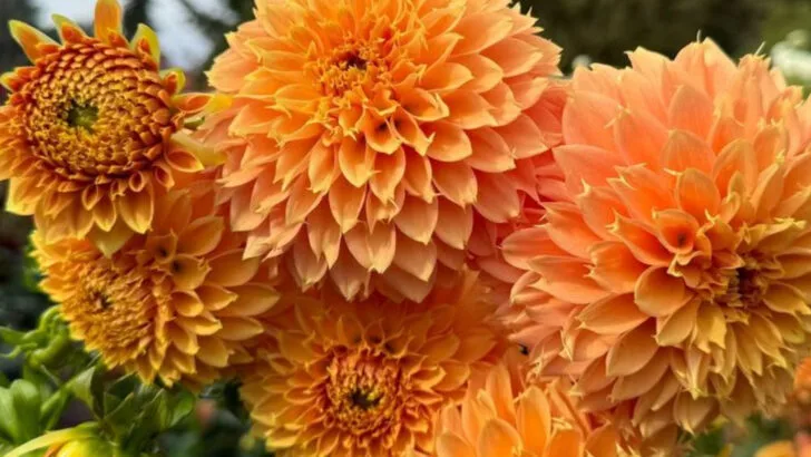 22 Cut Flowers You Can Grow at Home (And Keep in Vases for Days)