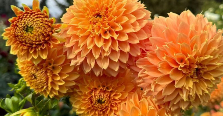 22 Cut Flowers You Can Grow at Home (And Keep in Vases for Days)