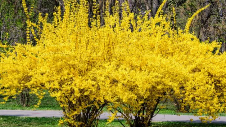 23 Shrubs That Shape Your Garden and Offer Year-Round Interest