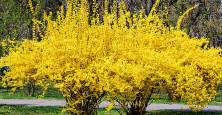 23 Shrubs That Shape Your Garden and Offer Year-Round Interest