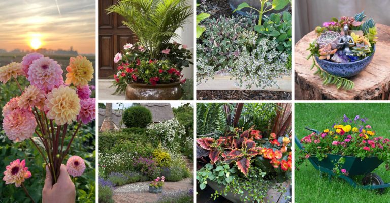25 Container Garden Ideas Packed With Color for Any Space