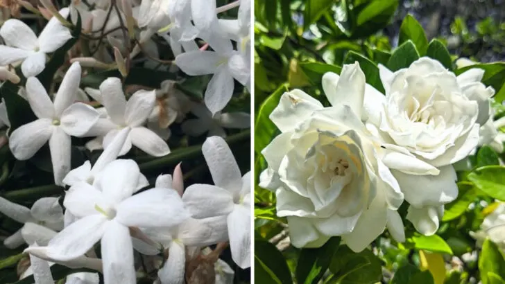 28 Plants That Smell Better in the Heat (And How to Use Them in Your Garden Design)