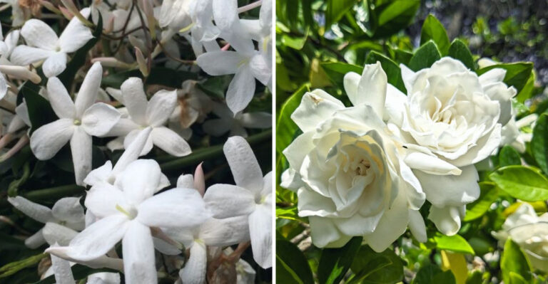 28 Plants That Smell Better in the Heat (And How to Use Them in Your Garden Design)