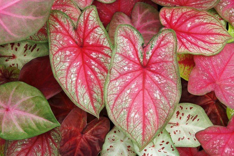 Caladium