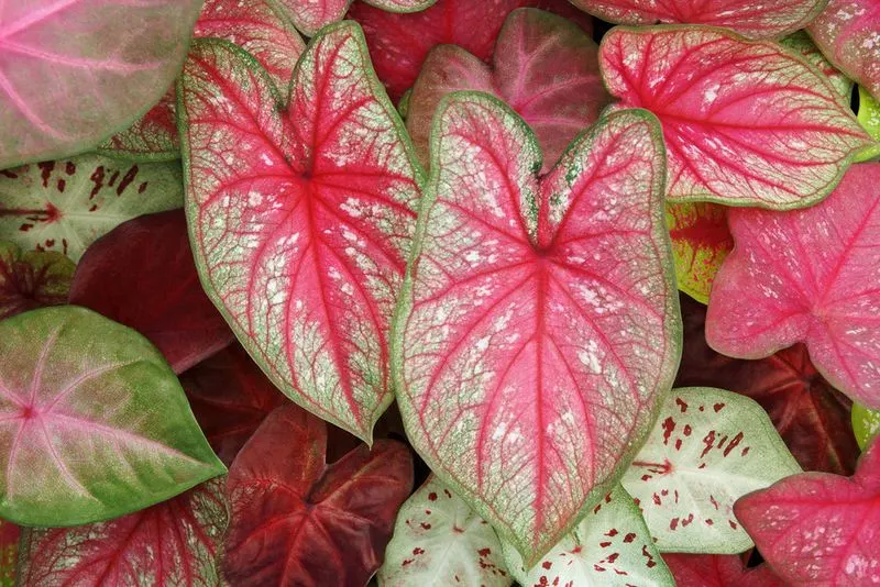 Caladium