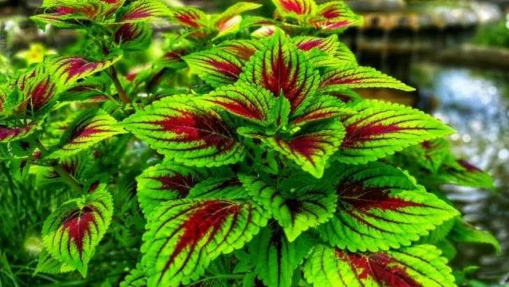 3 Lush Plants That Die Fast in the Cold and 7 That Fake the Tropics Perfectly