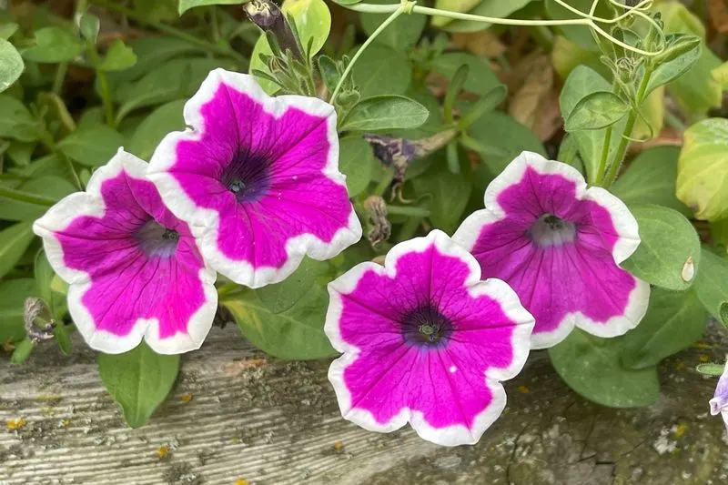 Petunia
