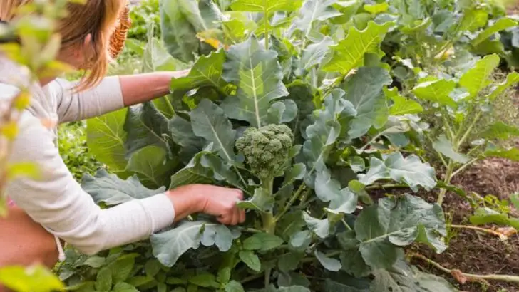 5 Hardy Greens and 4 Tough Veggies to Sow in September