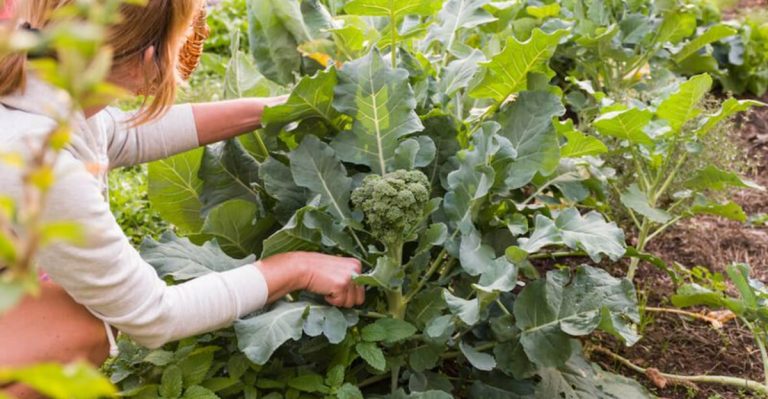 5 Hardy Greens and 4 Tough Veggies to Sow in September