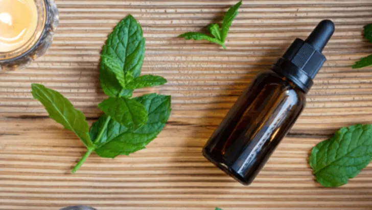 5 Natural Fixes That Fail and 11 Pest-Repelling Plants That Don’t