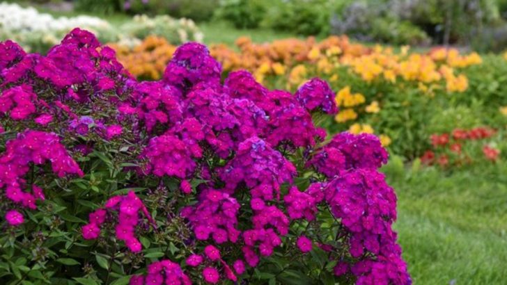 5 Plants That Die Fast and 11 Perennials That Refuse to Quit
