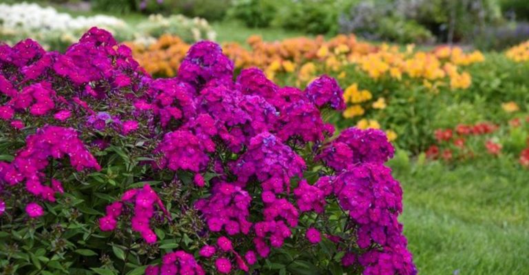 5 Plants That Die Fast and 11 Perennials That Refuse to Quit