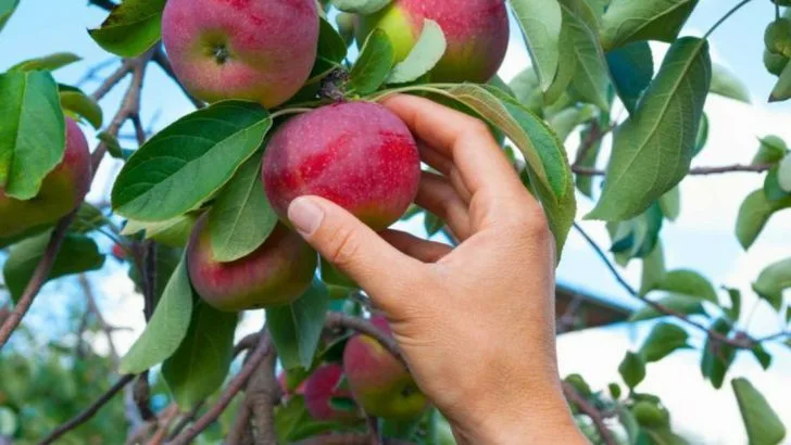 6 Bright Harvest Picks and 5 That Lose Their Flavor This Month