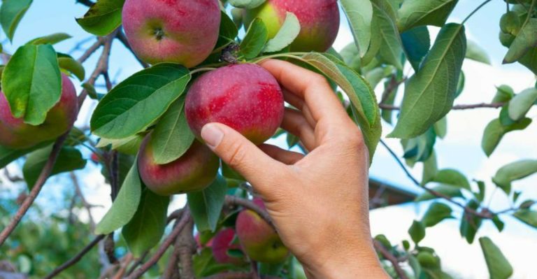 6 Bright Harvest Picks and 5 That Lose Their Flavor This Month