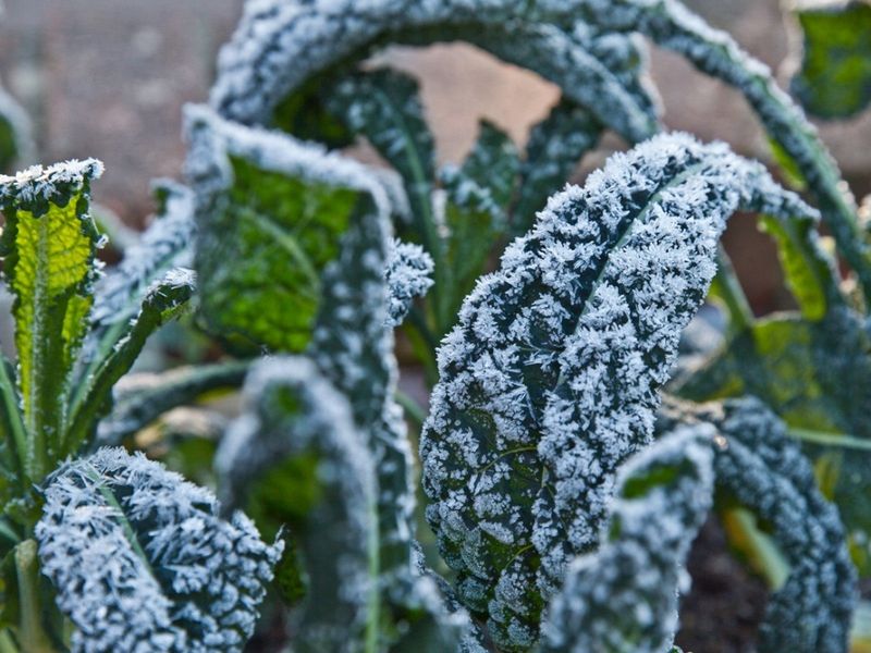 Kale