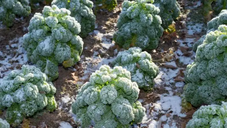 6 Crops That Thrive in Chill and 3 That Fade in Frosty Beds