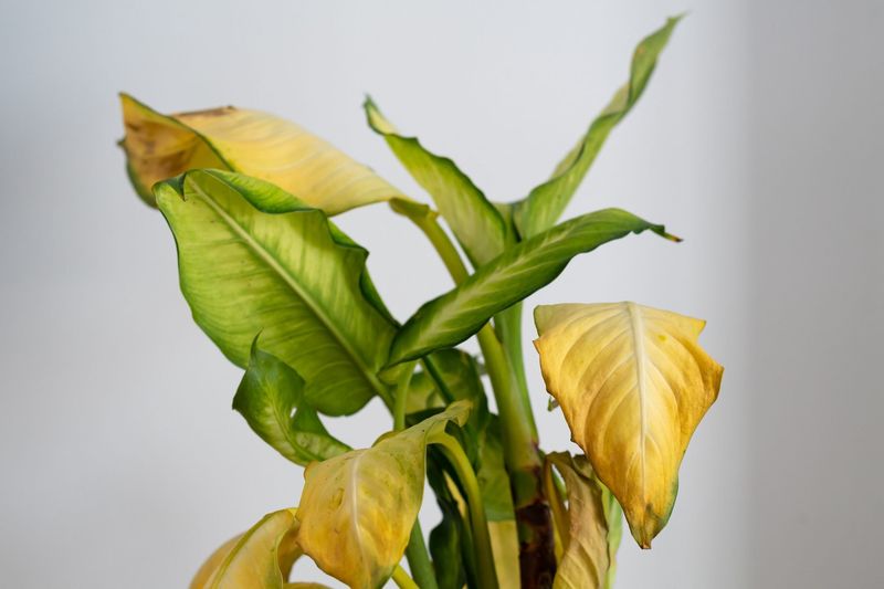 Overwatering