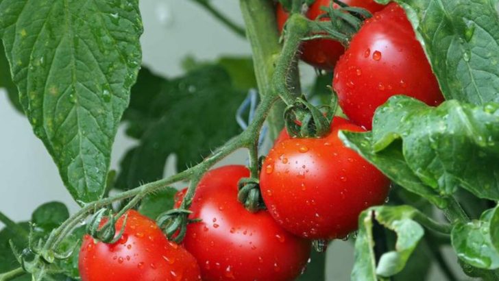 6 Harvest Failures to Avoid and 6 June Seeds That Keep Producing
