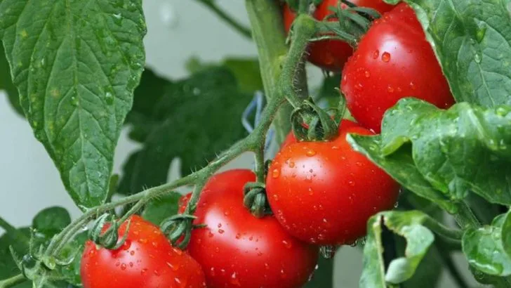 6 Harvest Failures to Avoid and 6 June Seeds That Keep Producing