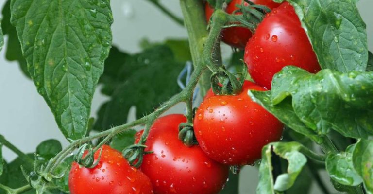 6 Harvest Failures to Avoid and 6 June Seeds That Keep Producing