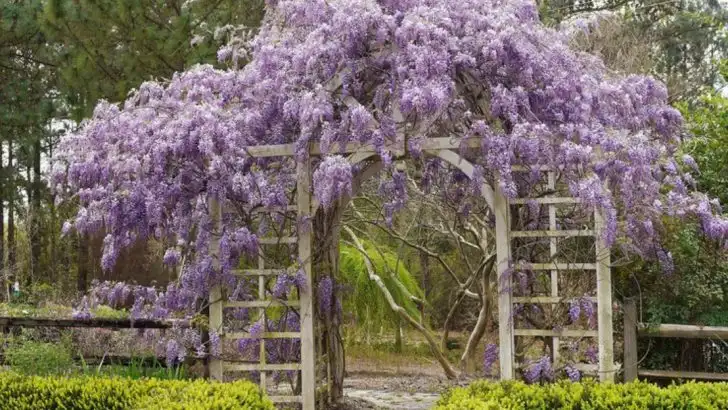 6 Heavenly-Smelling Vines and 6 That Drape Beautifully Over Arches